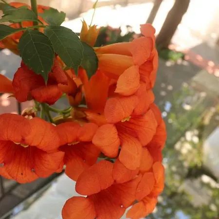 Casa Amorino 4* 米诺利